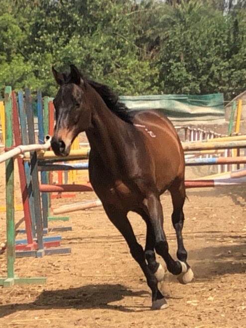 A brown horse gallops through a sandy arena with colorful fences.