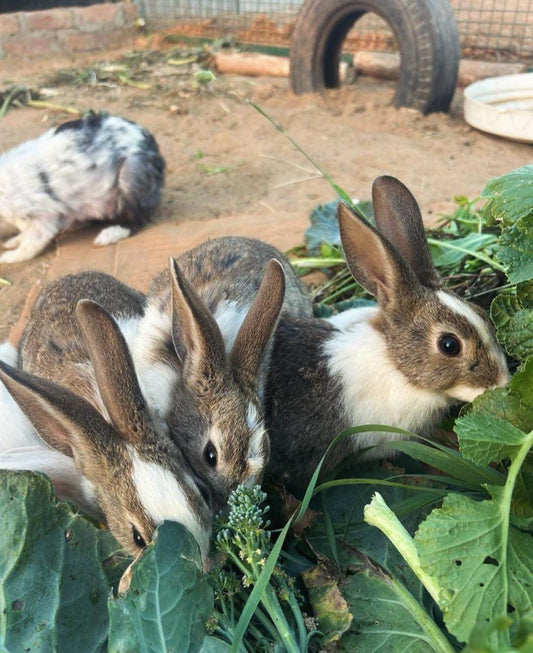 Khargoshhi Animal Petting Farm Near ITC Grand Bharat Manesar - ActivityKidz