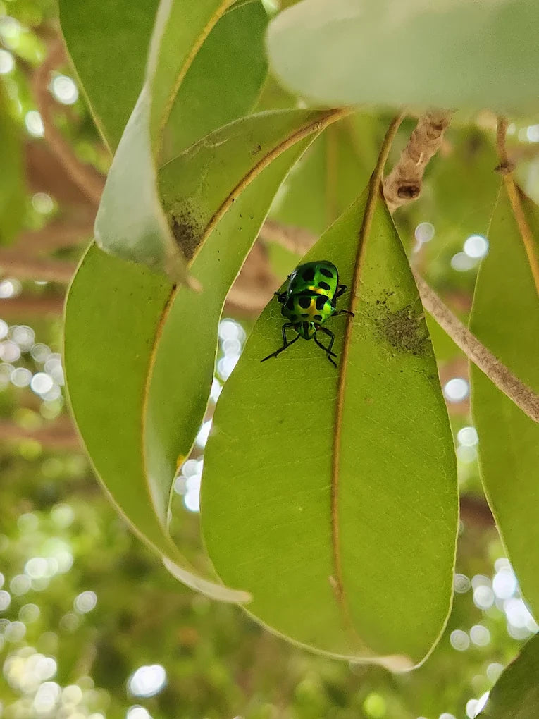 Bamboo Music Workshop at SowGood Farming (8 Nov) | Ghitorni Delhi