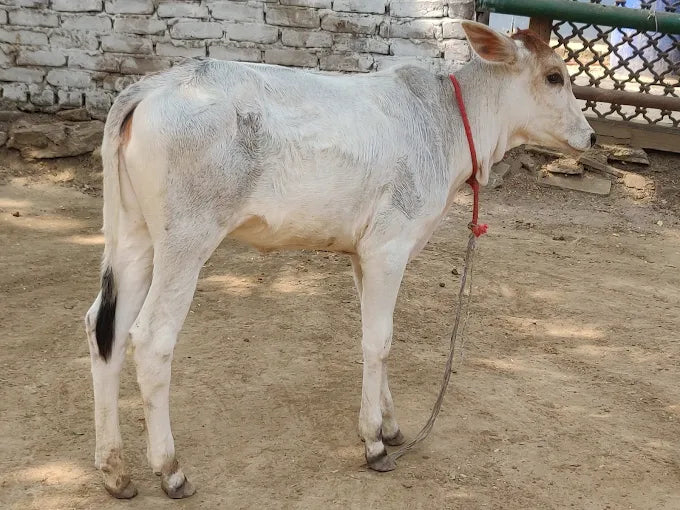 A young white cow with grey markings stands tethered by a red rope in a dusty outdoor area.