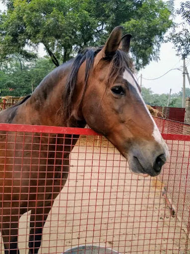 A brown horse peeks over a red fence in an outdoor enclosure.