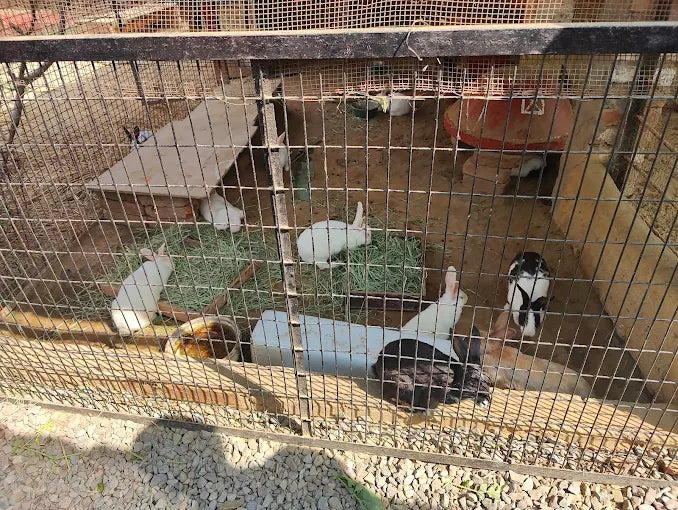 Several rabbits of various colors are in an outdoor enclosure with hay and a wooden ramp.