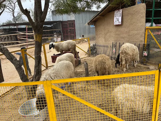 Sheep in a fenced area with a building and trees in the background