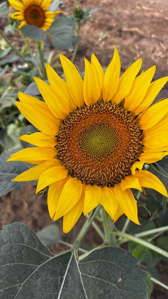 Disconnect to Reconnect At The Farm Collective (29-Mar) | Ghamroj Haryana - ActivityKidz