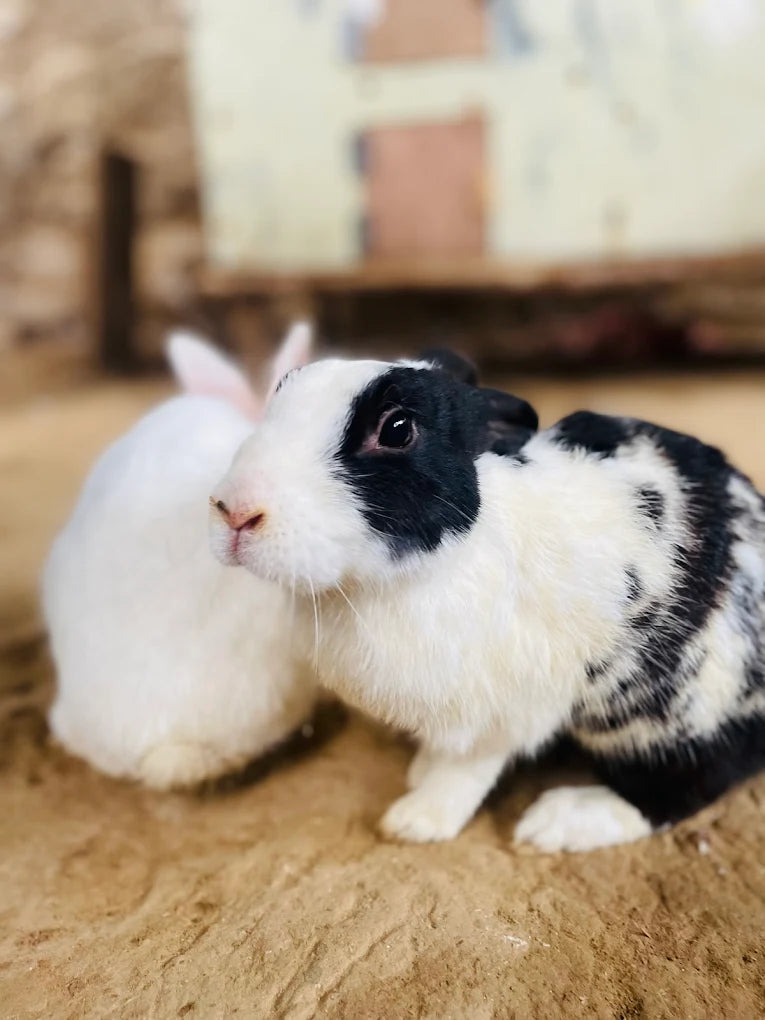 Two rabbits, one black and white, the other white, sit on sandy ground.