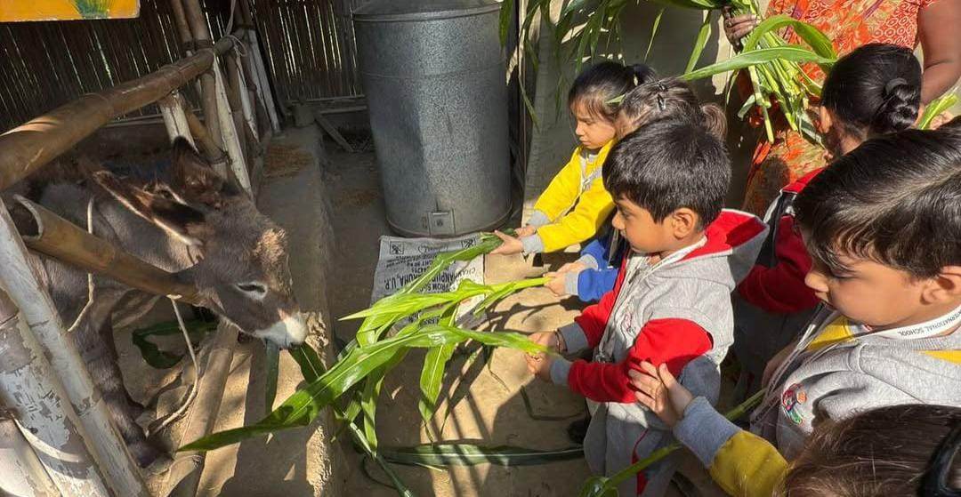 Spring Break Adventure by Tuk Tuk Gilhari Animal Petting Farm (29-30 Mar) | Kadarpur Gurgaon - ActivityKidz
