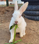 Petting Zoos & Farm Activities in Delhi NCR