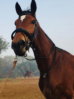 Horse Riding Activities in Gurgaon