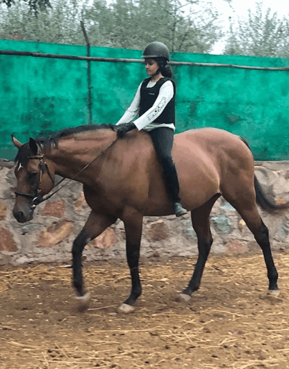 Adagio Riding Stables