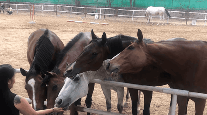 Adagio Riding Stables