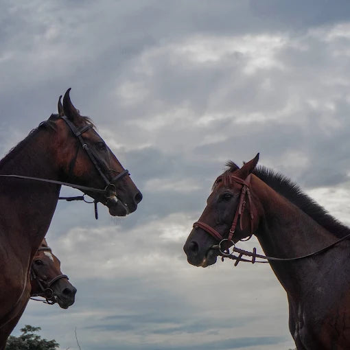Horse Riding at Caffe Cavallo Sector 82 Faridabad