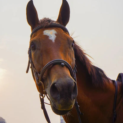 Horse Riding at Caffe Cavallo Sector 82 Faridabad