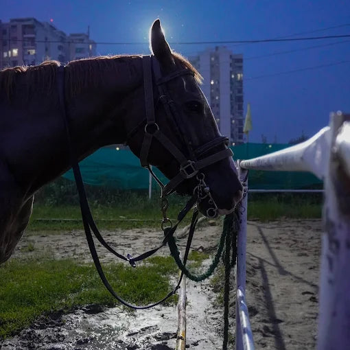Horse Riding at Caffe Cavallo Sector 82 Faridabad