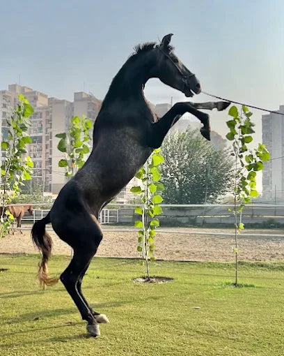 Horse Riding at Caffe Cavallo Sector 82 Faridabad