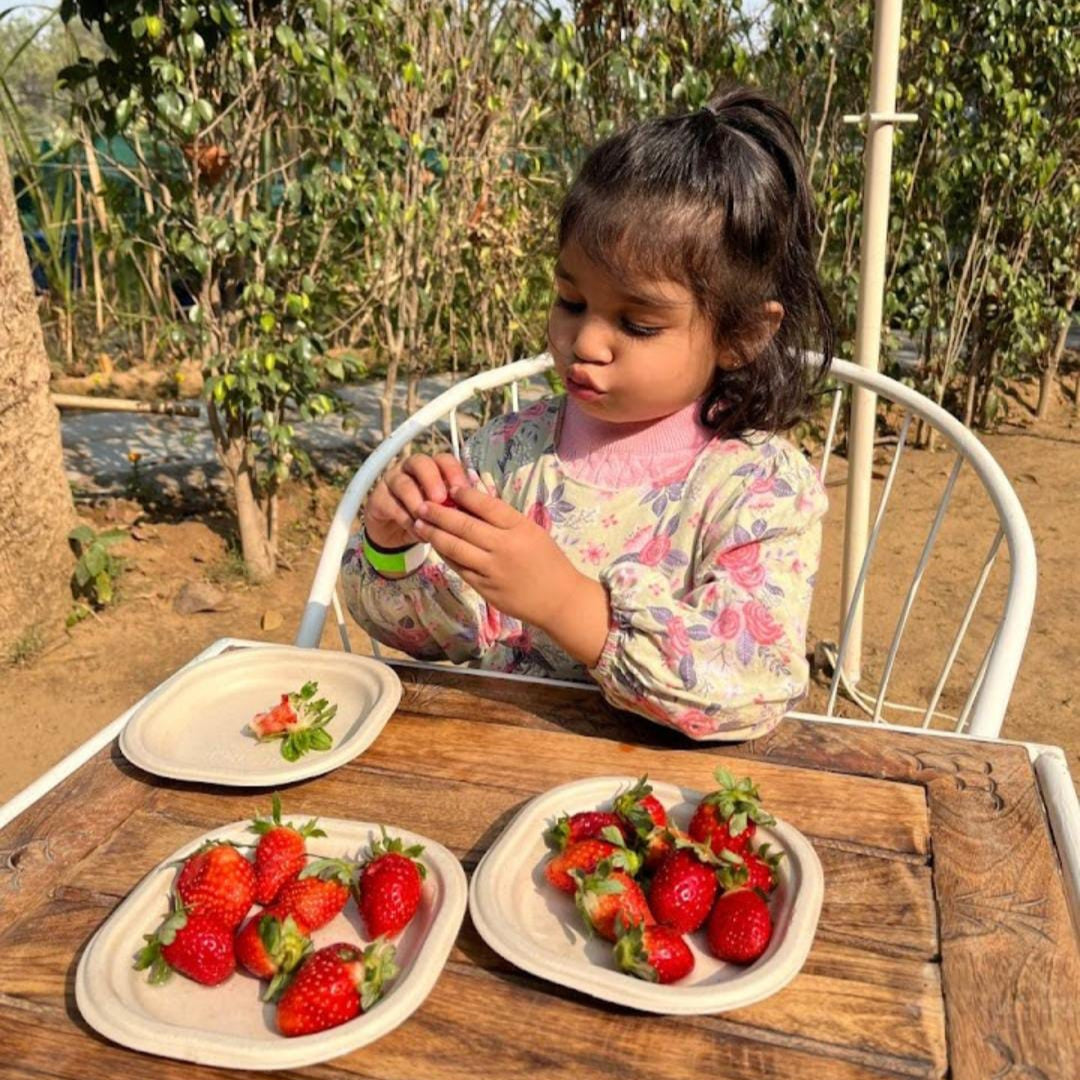 Farmus Animal Petting & Strawberry Picking (29-Dec to 5-Jan) | Sector 67 Gurgaon