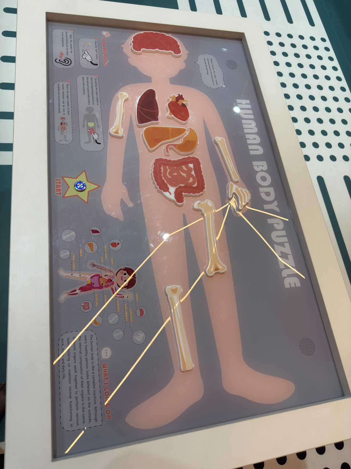 An interactive human body puzzle for children, featuring removable organ and bone pieces. The puzzle is set up on a table with instructions and a "Start" button.