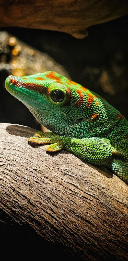 Kraken Habitat Wildlife Experience | Pimpri-Chinchwad Pune