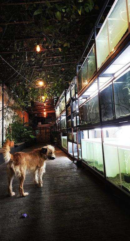 Kraken Habitat Wildlife Experience | Pimpri-Chinchwad Pune