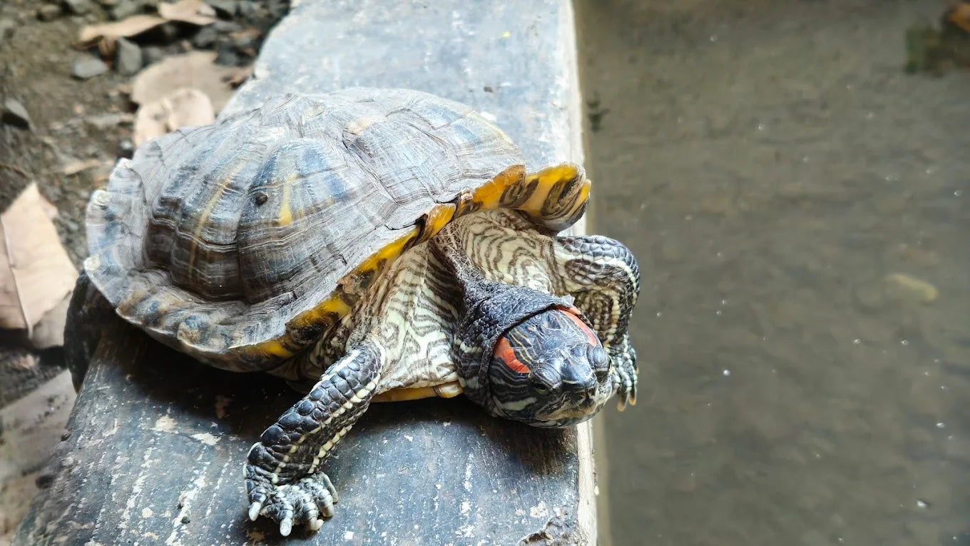 Kraken Habitat Wildlife Experience | Pimpri-Chinchwad Pune