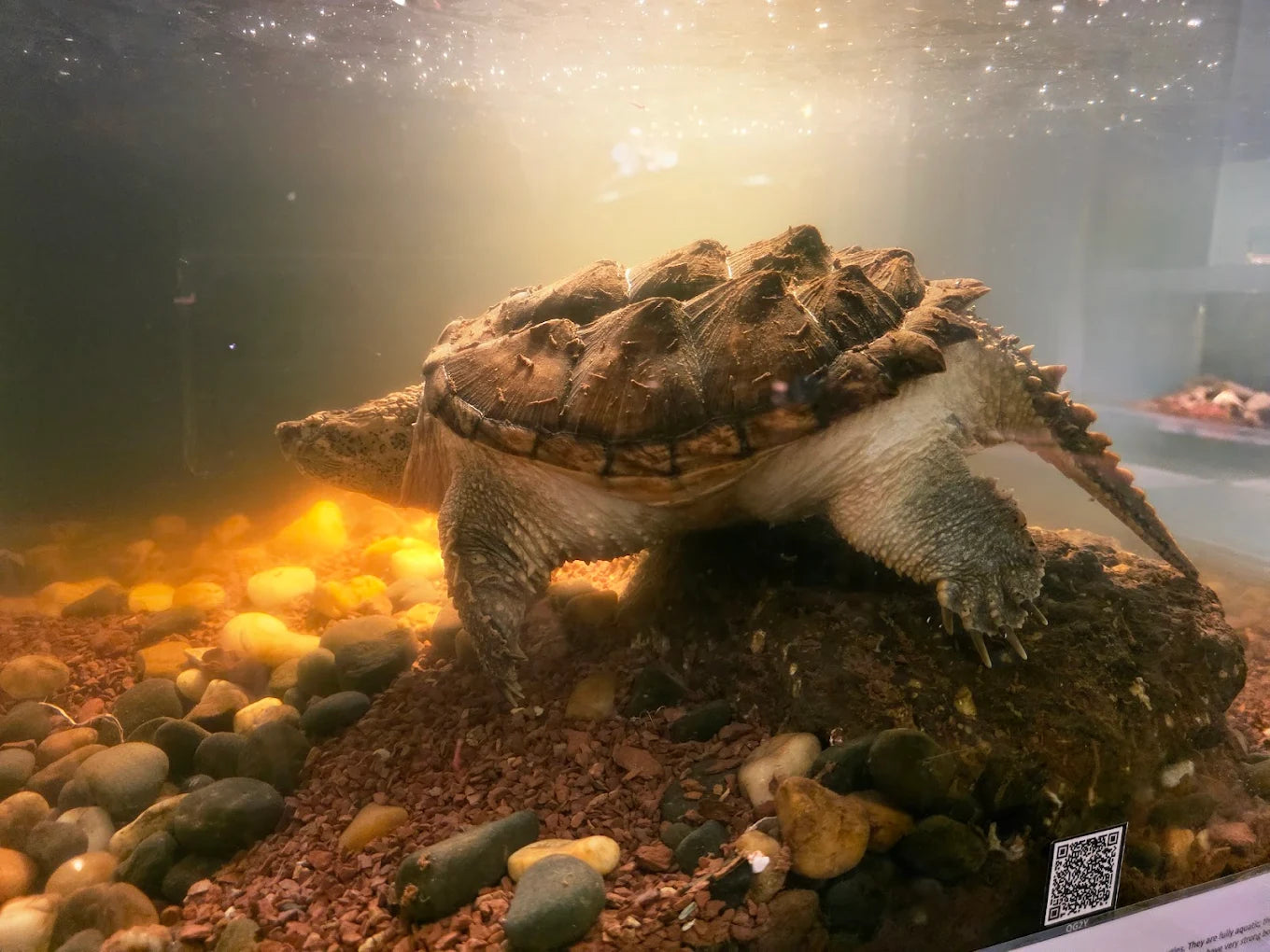 Kraken Habitat Wildlife Experience | Pimpri-Chinchwad Pune