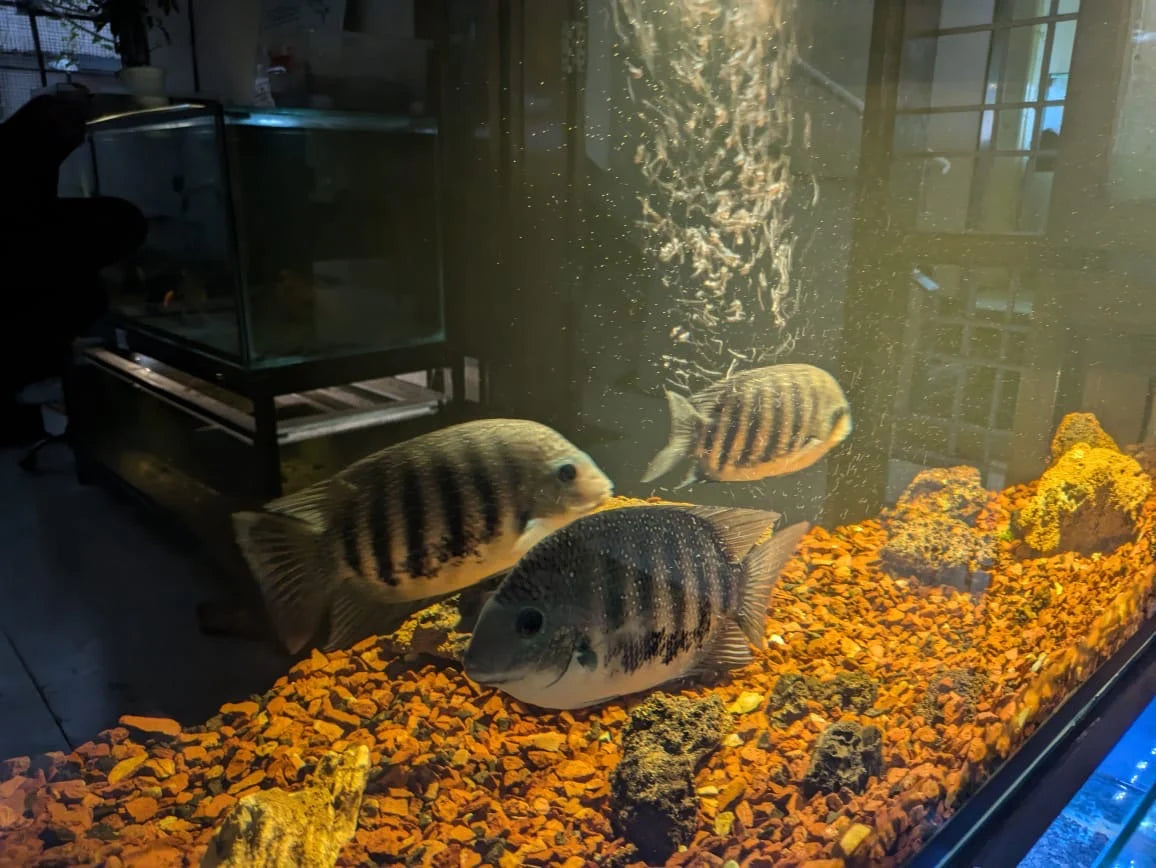 Kraken Habitat Wildlife Experience | Pimpri-Chinchwad Pune