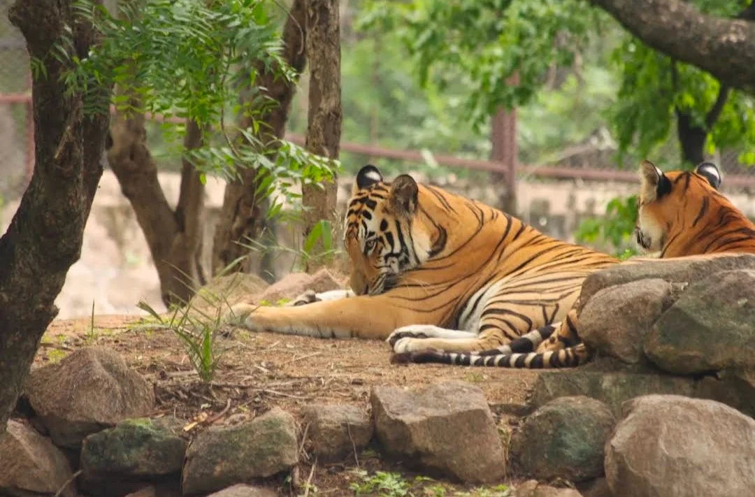 Nehru Zoological Park