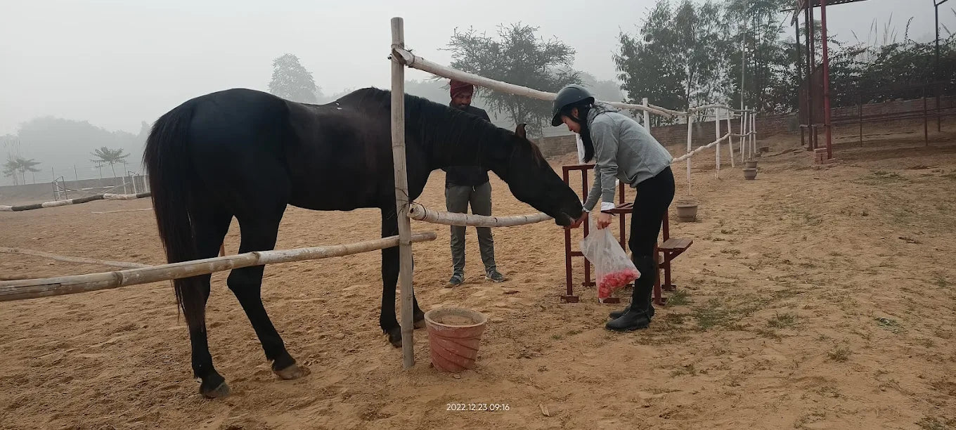 Passion Horse Riding | Near Bani Mandir Behrampur Gurgaon