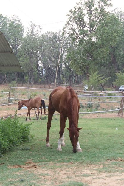 Passion Horse Riding | Near Bani Mandir Behrampur Gurgaon