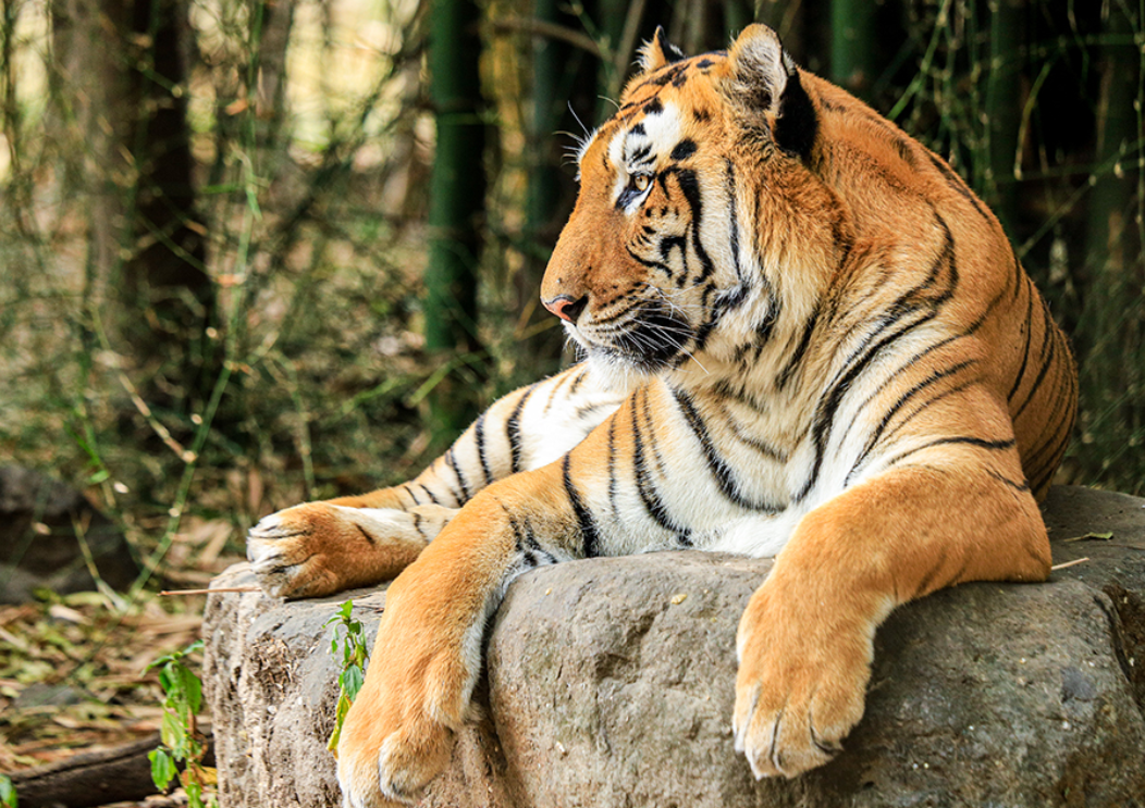 Rajiv Gandhi Zoological Park