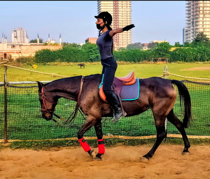 Royal Horse Riding Near SR Nursery Sector 64 Gurgaon