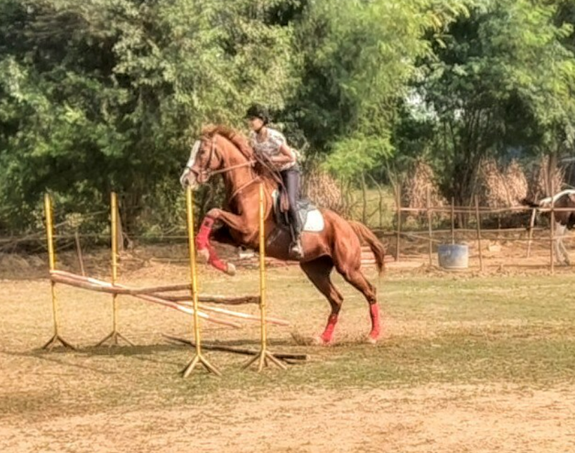 Royal Horse Riding Near SR Nursery Sector 64 Gurgaon