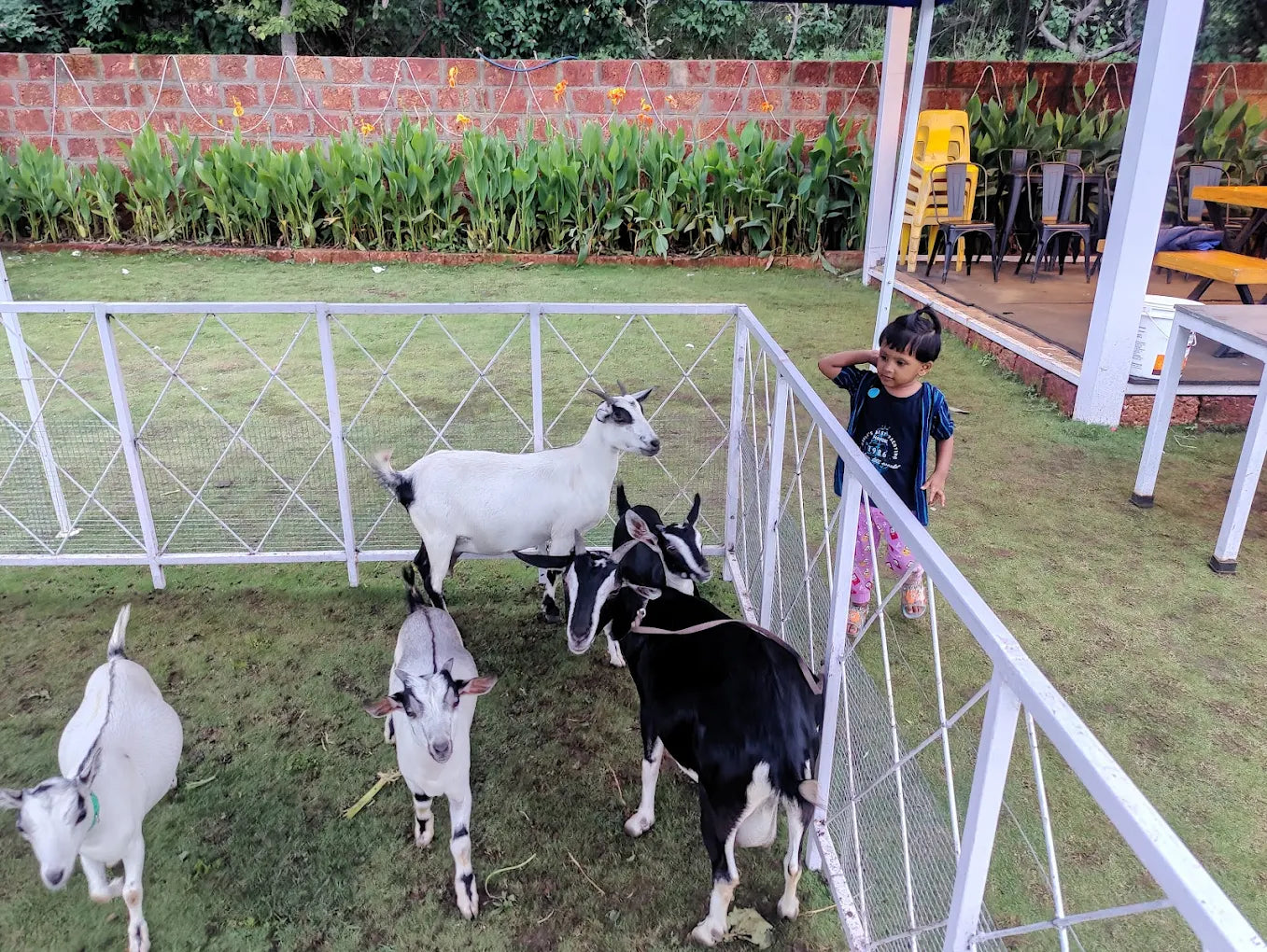 Royal Palm Animal Farm