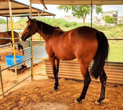 Royal Riders Equestrian Academy 