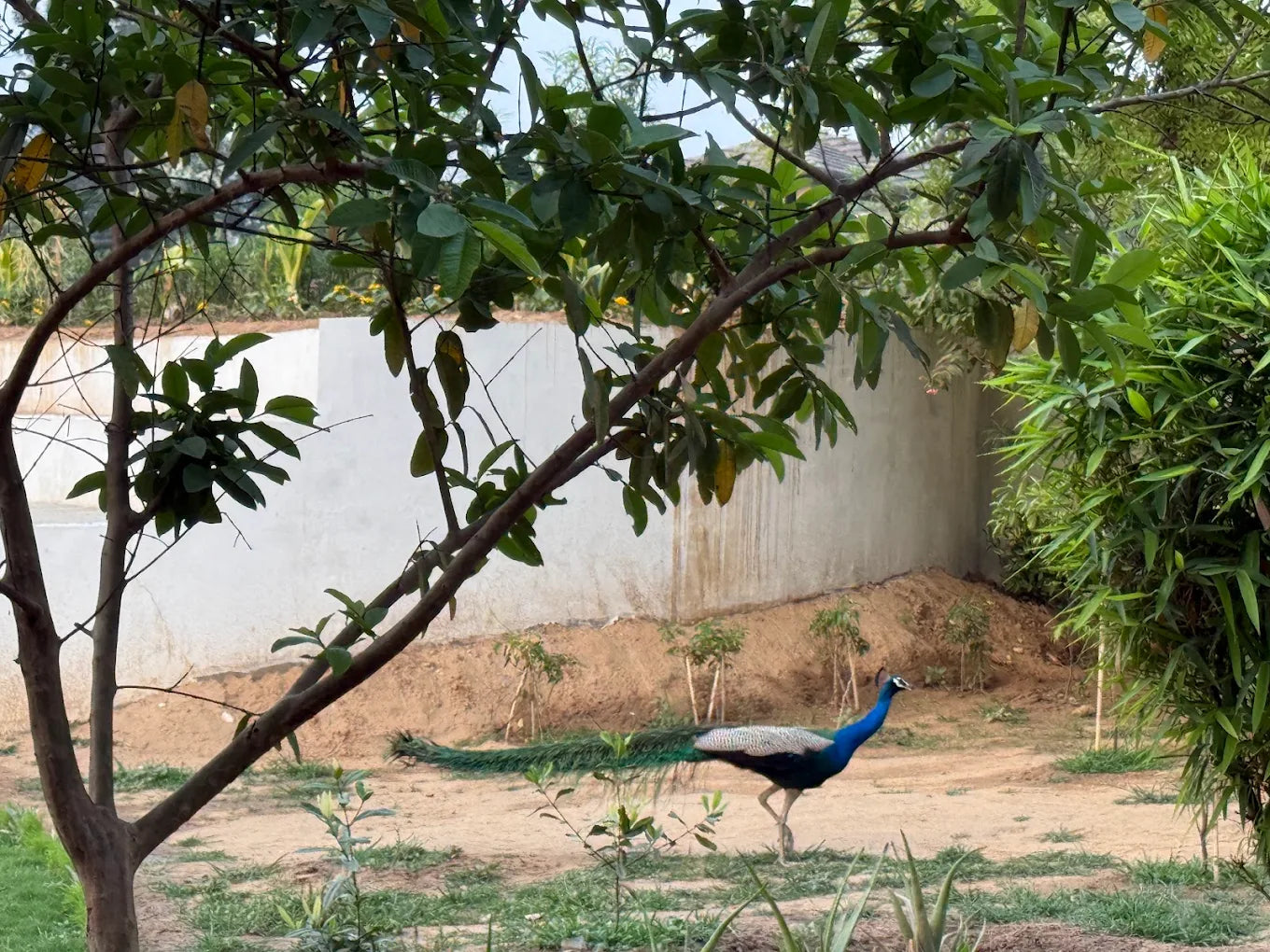 Halloween at Serengeti Petting Zoo (1-Nov) | Sector 67 Gurgaon