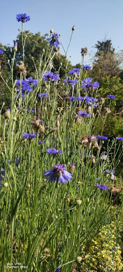 SowGood Learning Farm | Ghitorni Delhi