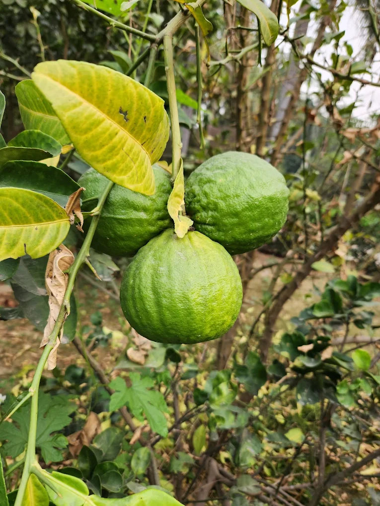 SowGood Learning Farm | Ghitorni Delhi