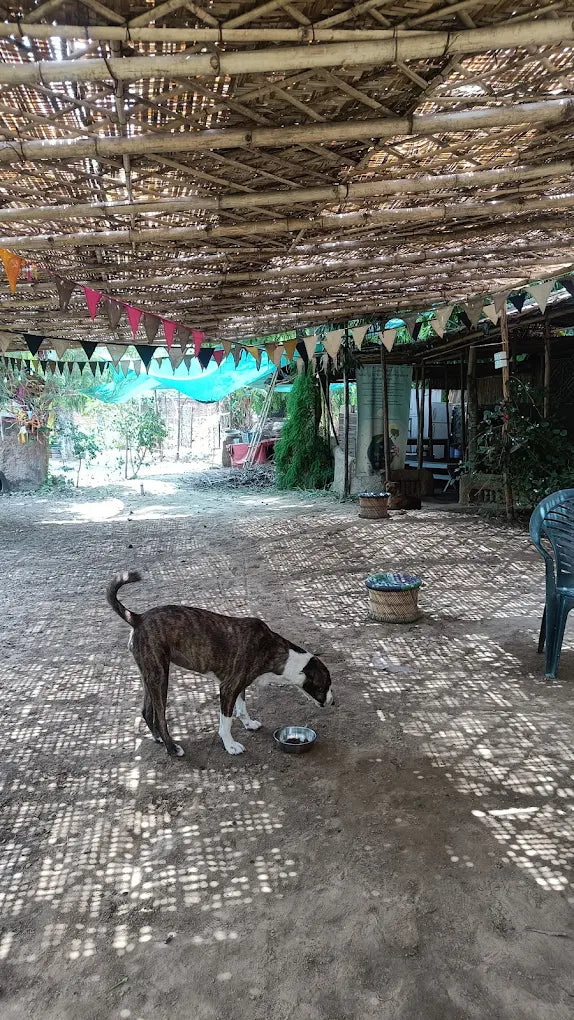 SowGood Learning Farm | Ghitorni Delhi