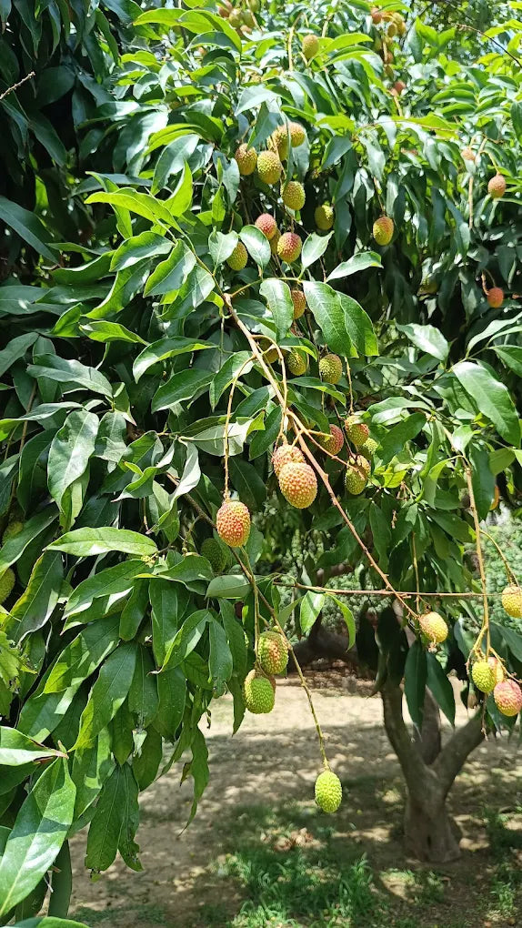 SowGood Learning Farm | Ghitorni Delhi