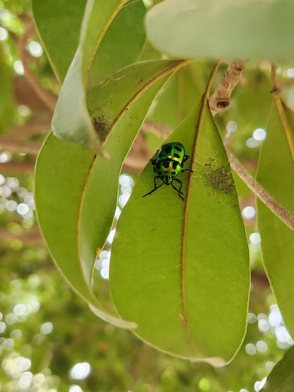 SowGood Learning Farm | Ghitorni Delhi