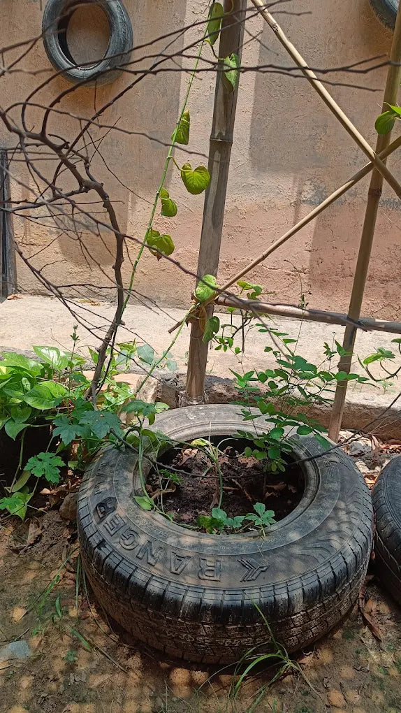 SowGood Learning Farm | Ghitorni Delhi