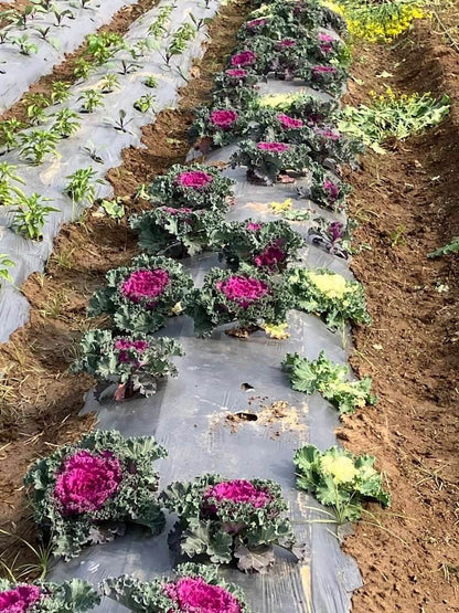 Disconnect to Reconnect At The Farm Collective (29-Mar) | Ghamroj Haryana - ActivityKidz