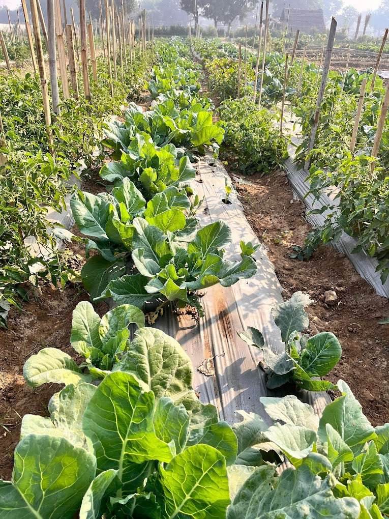 Disconnect to Reconnect At The Farm Collective (29-Mar) | Ghamroj Haryana - ActivityKidz