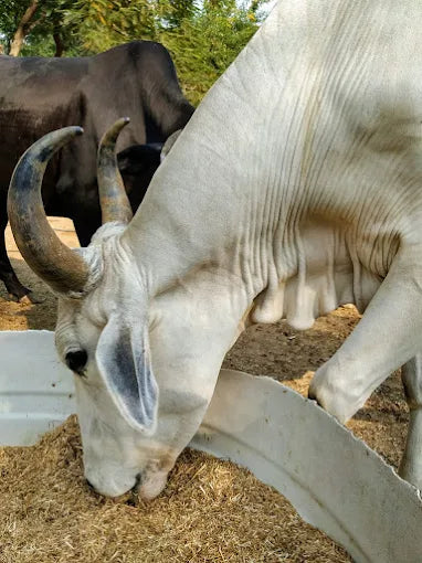 The Barnyard Animal Petting Farm | South Avenue Sainik Farm New Delhi