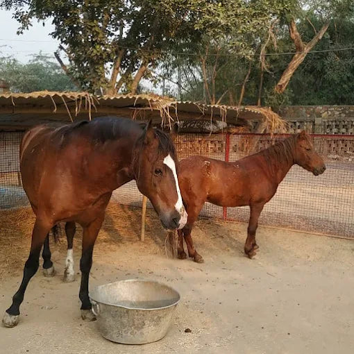 The Barnyard Animal Petting Farm | South Avenue Sainik Farm New Delhi