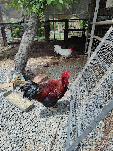 The Barnyard Animal Petting Farm | South Avenue Sainik Farm New Delhi