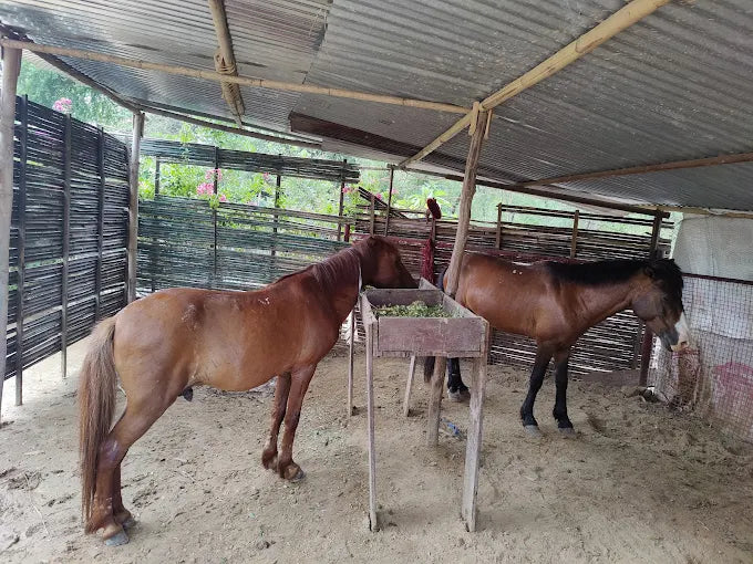 The Barnyard Animal Petting Farm | South Avenue Sainik Farm New Delhi