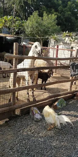 The Barnyard Animal Petting Farm | South Avenue Sainik Farm New Delhi