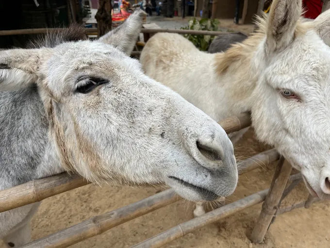 The Barnyard Animal Petting Farm | South Avenue Sainik Farm New Delhi