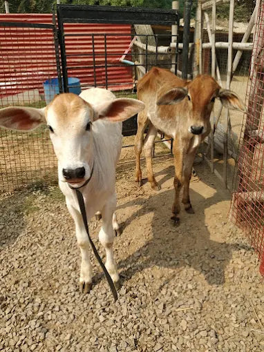 The Barnyard Animal Petting Farm | South Avenue Sainik Farm New Delhi