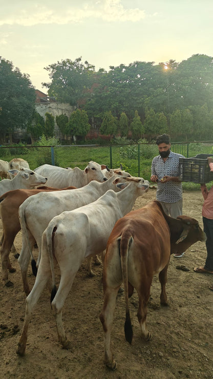 Krishna's Gokul (4 Sep) at The Barnyard | Sainik Farm New Delhi